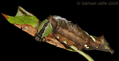 Schizura unicornis - Unicorn Caterpillar