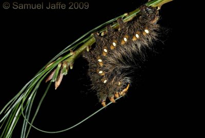 Eacles imperialis - Imperial Moth