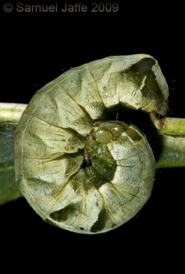 Melanchra adjuncta - Hitched Arches