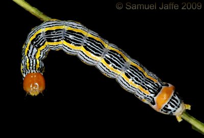 Symmerista Species - Red-humped Oakworm