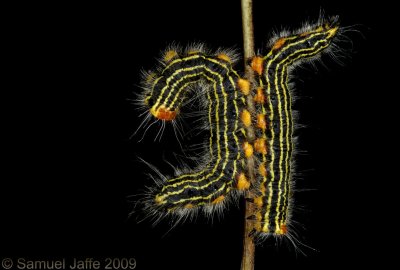 Datana ministra - Yellow-necked Caterpillar