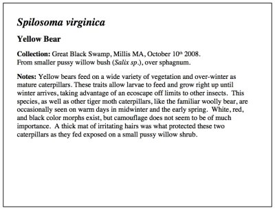 Yellow Bear Essay