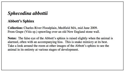 Abbott's Eye Essay