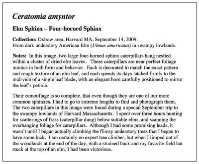 Four-horned Sphinx Essay