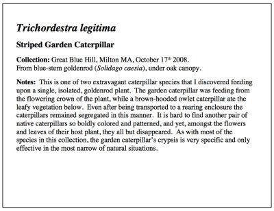 Garden Caterpillar Essay