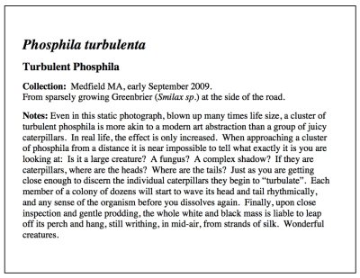 Phosphila Essay