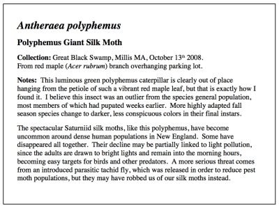 Polyphemus Silk Moth Essay