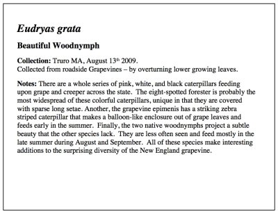 Woodnymph Essay