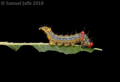 Schizura concinna - Red Hump Caterpillar
