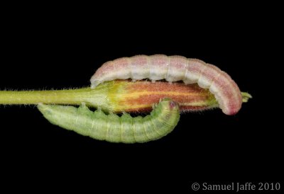 Schinia florida - Evening Primrose Moth