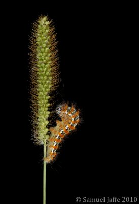 Marsh Caterpillar 15x22