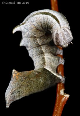 Notodonta scitipennis/torva - Finned Prominent