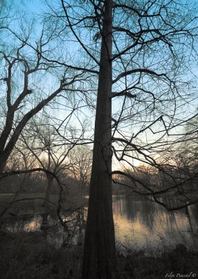 Tree in Central Park