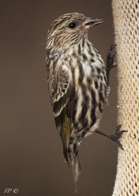 Pine Siskin