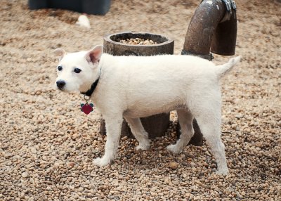 Mixed White Dog