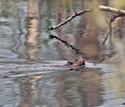 Beaver swiming in a pond