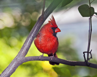 Cardinal