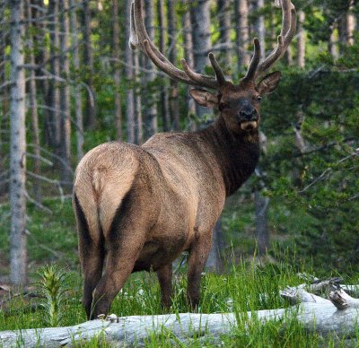 Adult Male Elk