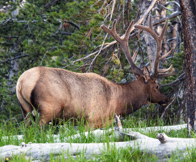 Adult Male Elk