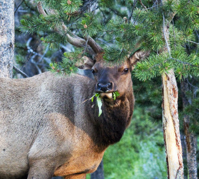 Adult Male Elk (eating)