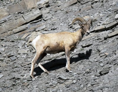 Bighorn Sheep (male)