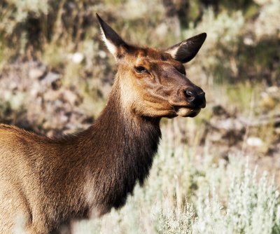 Elk (female)