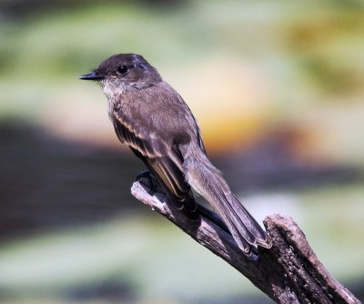 Willow Flycatcher