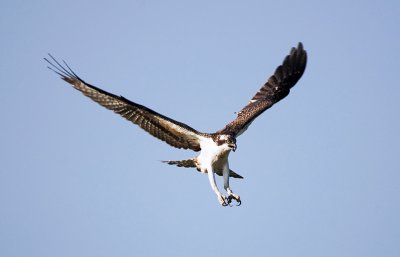 Osprey (in flight)
