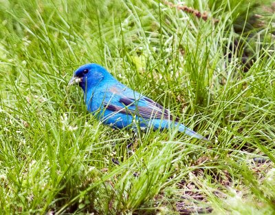Indigo Bunting
