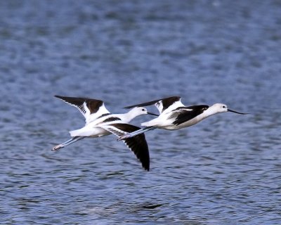 Avocets flying (non-breeding)