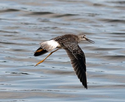 Lesser Yellowlegs