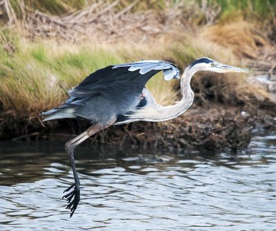 blue heron.jpg