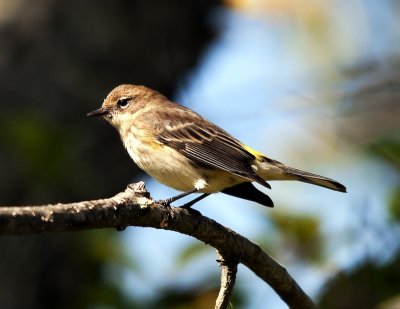 Yellow Rumped Warbler