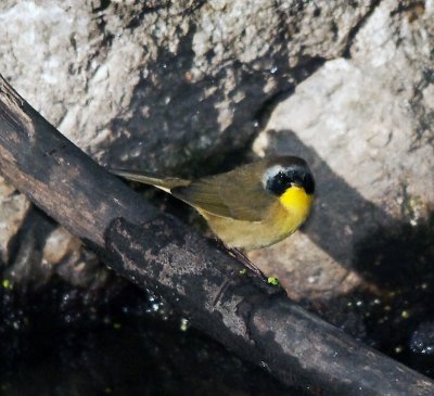 Common Yellowthroat Warblers