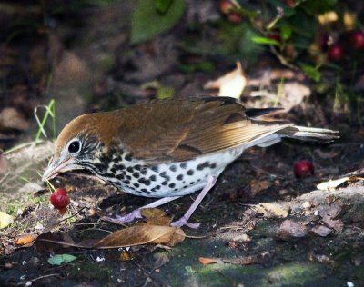 Wood Thrush