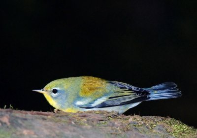 Northern Parula