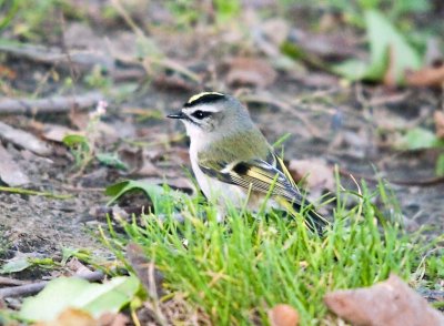 Yellow Crowned Kinglet