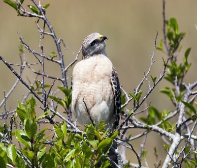 Red-shouldered Hawk