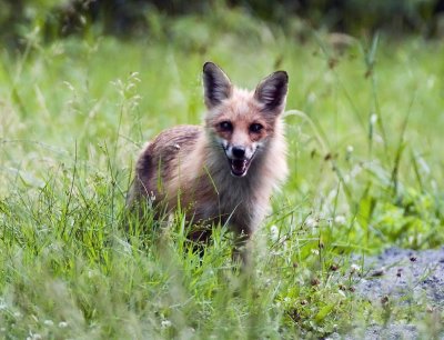 Red Fox