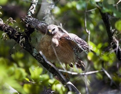 Red-shouldered Hawk