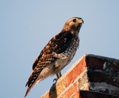 Red-shouldered Hawk