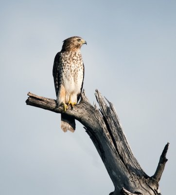 Red-shouldered Hawk