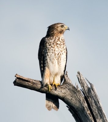 Red-shouldered Hawk