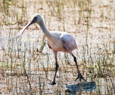 Young Roseate Spoonbill