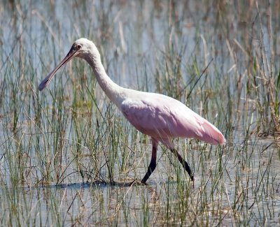 Young Roseate Spoonbill