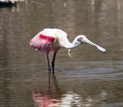 Roseate Spoonbill