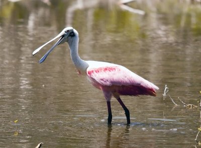 Roseate Spoonbill