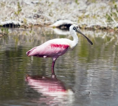 Roseate Spoonbill