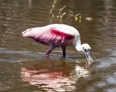 Roseate Spoonbill