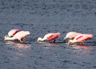 Roseate Spoonbills